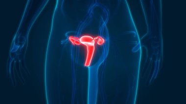 Rahim 3d illüstrasyon, insan organları sistem anatomisi afiş