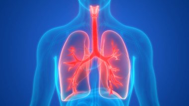 Akciğerlerin 3d illüstrasyon, insan organları sistem anatomisi afiş