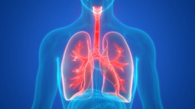 Akciğerlerin 3d illüstrasyon, insan organları sistem anatomisi afiş