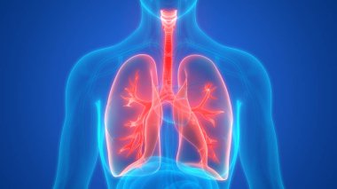 Akciğerlerin 3d illüstrasyon, insan organları sistem anatomisi afiş