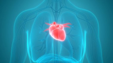 Kalp 3d illüstrasyon, insan organları sistem anatomisi afiş