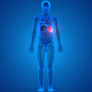 İnsan Organları Sistem Anatomisi 3d İllüstrasyon 