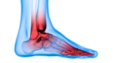 Kemiklerin 3d illüstrasyon, insan organları sistem anatomisi afiş