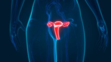 Rahim 3d illüstrasyon, insan organları sistem anatomisi afiş