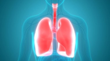 Akciğerlerin 3d illüstrasyon, insan organları sistem anatomisi afiş