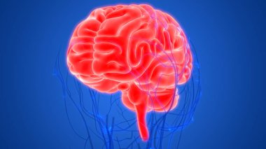 Beyin 3d illüstrasyon, insan organları sistem anatomisi afiş