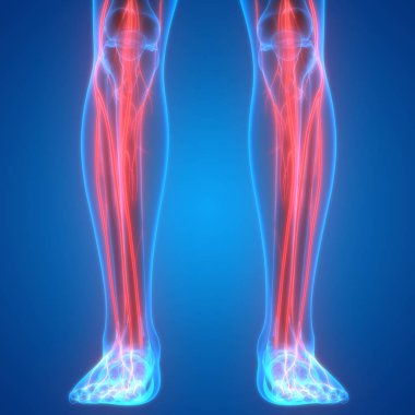 İnsan Organları Sistem Anatomisi 3d İllüstrasyon 