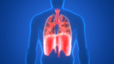 Akciğerlerin 3d illüstrasyon, insan organları sistem anatomisi afiş