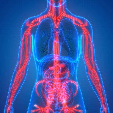 İnsan Organları Sistem Anatomisi 3d İllüstrasyon 