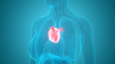 Kalp 3d illüstrasyon, insan organları sistem anatomisi afiş