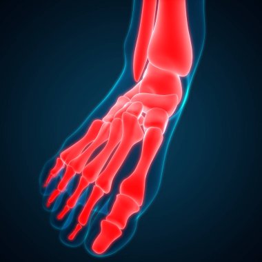 Kemiklerin 3d illüstrasyon, insan organları sistem anatomisi afiş