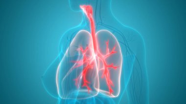 Akciğerlerin 3d illüstrasyon, insan organları sistem anatomisi afiş