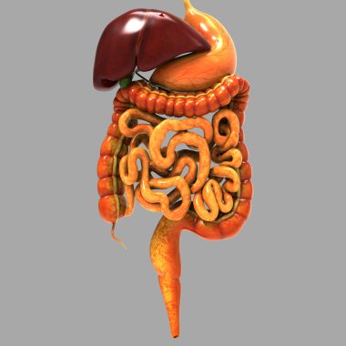 Sindirim sistemi 3d illüstrasyon, insan organları anatomi afiş