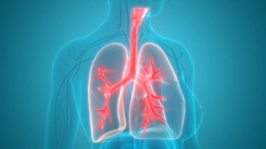 Akciğerlerin 3d illüstrasyon, insan organları sistem anatomisi afiş
