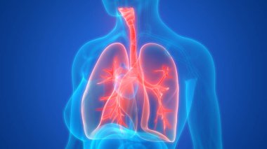 Akciğerlerin 3d illüstrasyon, insan organları sistem anatomisi afiş