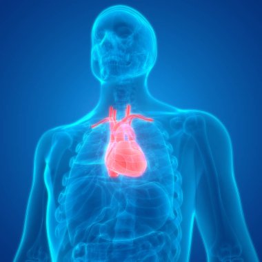 Kalp 3d illüstrasyon, insan organları sistem anatomisi afiş