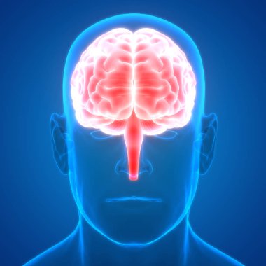 Beyin 3d illüstrasyon, insan organları sistem anatomisi afiş