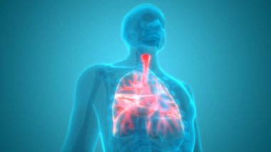 Akciğerlerin 3d illüstrasyon, insan organları sistem anatomisi afiş