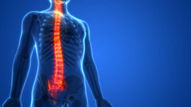 Kemiklerin 3d illüstrasyon, insan organları sistem anatomisi afiş