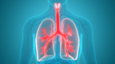 Akciğerlerin 3d illüstrasyon, insan organları sistem anatomisi afiş