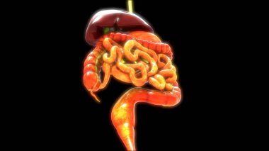 Sindirim sistemi 3d illüstrasyon, insan organları anatomi afiş
