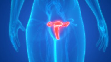 Rahim 3d illüstrasyon, insan organları sistem anatomisi afiş