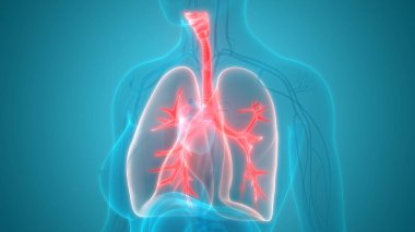 Akciğerlerin 3d illüstrasyon, insan organları sistem anatomisi afiş
