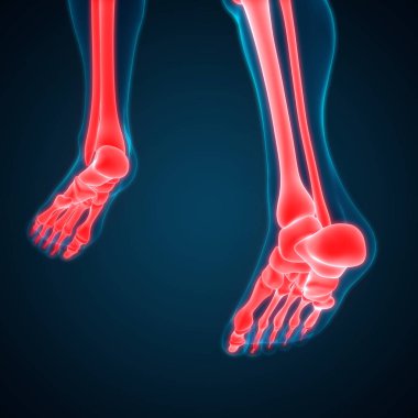 Kemiklerin 3d illüstrasyon, insan organları sistem anatomisi afiş