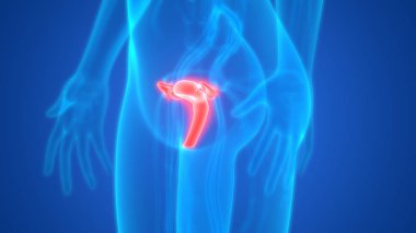 Rahim 3d illüstrasyon, insan organları sistem anatomisi afiş