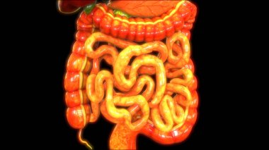Sindirim sistemi 3d illüstrasyon, insan organları anatomi afiş