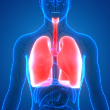Akciğerlerin 3d illüstrasyon, insan organları sistem anatomisi afiş