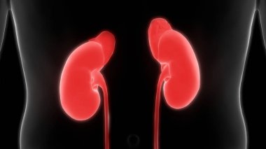 Üriner sistem 3d illüstrasyon, insan organları anatomi afiş