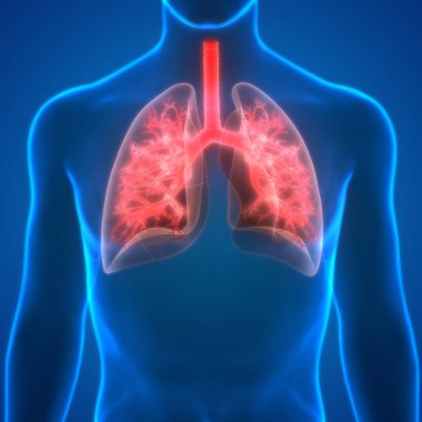 Akciğerlerin 3d illüstrasyon, insan organları sistem anatomisi afiş