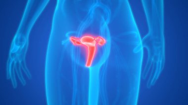 Rahim 3d illüstrasyon, insan organları sistem anatomisi afiş