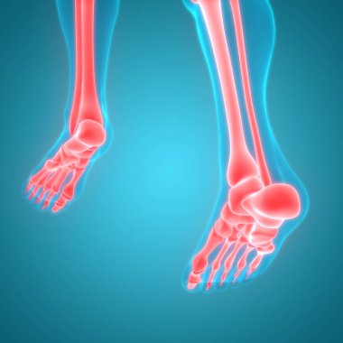 Kemiklerin 3d illüstrasyon, insan organları sistem anatomisi afiş