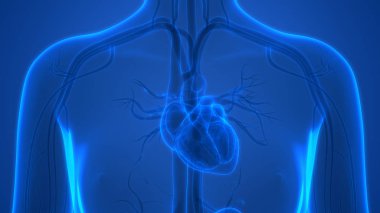 Kalp 3d illüstrasyon, insan organları sistem anatomisi afiş