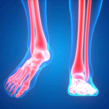 Kemiklerin 3d illüstrasyon, insan organları sistem anatomisi afiş