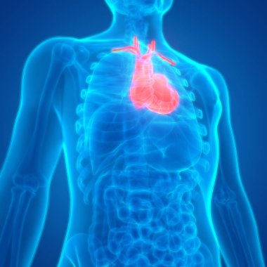 Kalp 3d illüstrasyon, insan organları sistem anatomisi afiş