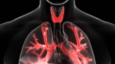 Akciğerlerin 3d illüstrasyon, insan organları sistem anatomisi afiş