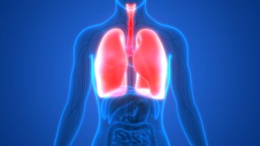 Akciğerlerin 3d illüstrasyon, insan organları sistem anatomisi afiş