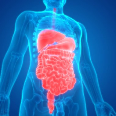 Sindirim sistemi 3d illüstrasyon, insan organları anatomi afiş