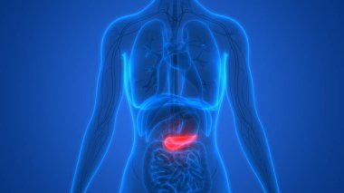 İnsan Organları Sistem Anatomisi 3d İllüstrasyon 