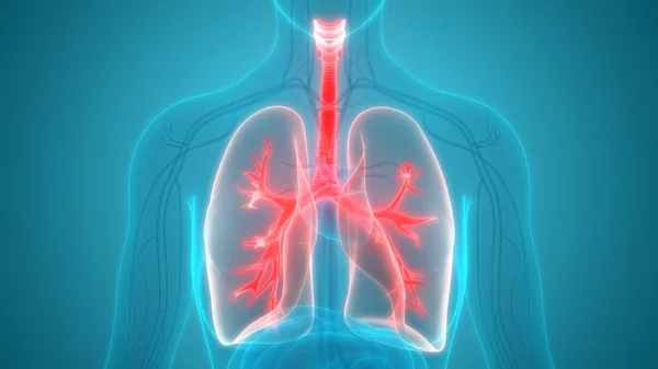 Ilustración Pulmones Banner Anatomía Del Sistema Órganos Humanos —  Fotos de Stock