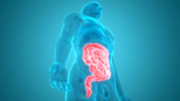 Sindirim Sistemi Illüstrasyon Insan Organları Anatomi Afiş — Stok fotoğraf