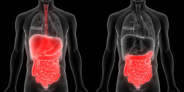 Illustration Digestive System Human Organs Anatomy Banner — Stock Photo, Image