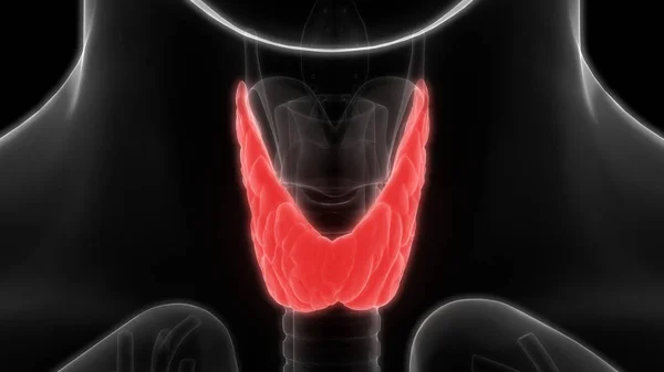 Illustratie Van Schildklier Menselijke Organen Systeem Anatomie Banner — Stockfoto