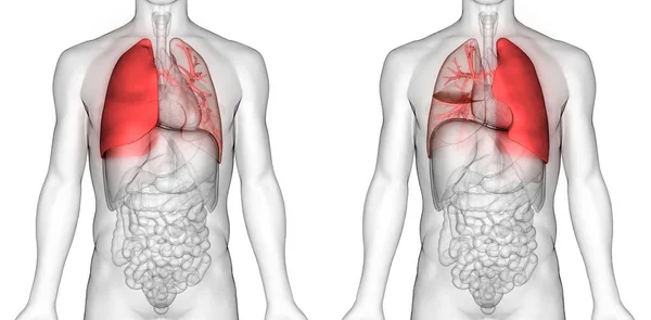 肺の3Dイラスト 人間の臓器系解剖学バナー — ストック写真