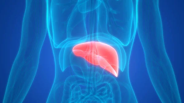 3d illustration of liver, human organs system anatomy banner