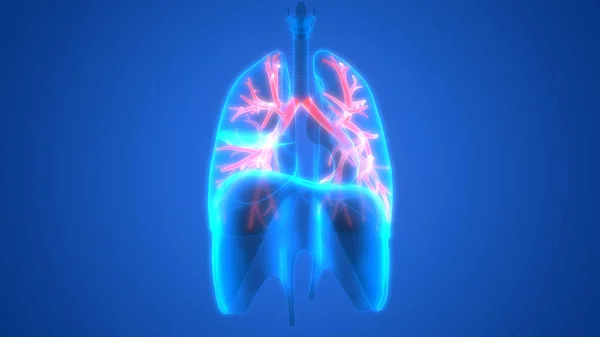 Illustration Des Poumons Bannière Anatomie Système Des Organes Humains — Photo