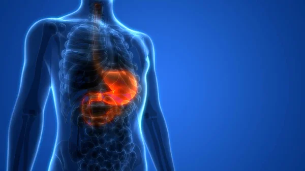 胃の3Dイラスト 人間の臓器系解剖バナー — ストック写真